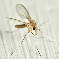 Phlebotominae