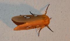 Rhanidophora cinctigutta