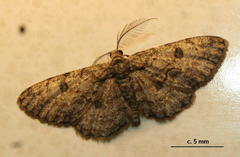 Orbamia octomaculata