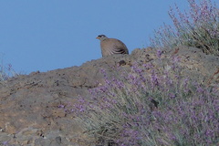 Ammoperdix griseogularis