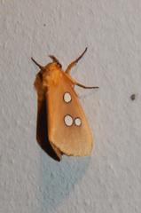 Rhanidophora cinctigutta