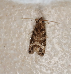 Lobesia peltophora