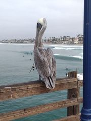 Pelecanus occidentalis