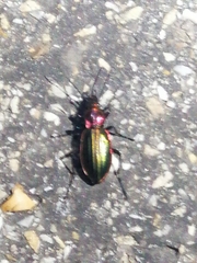Carabus lineatus