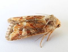 Lacinipolia lepidula