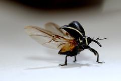 Rhyssomatus marginatus