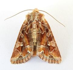 Lacinipolia lepidula