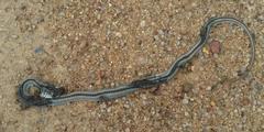Psammophis crucifer