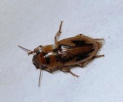 Bradybaenus opulentus