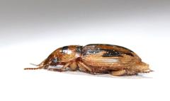 Bradybaenus opulentus