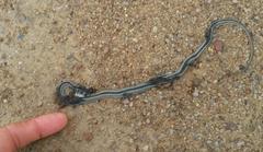 Psammophis crucifer