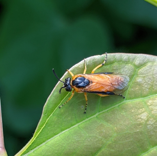 Rose Sawfly photo 3