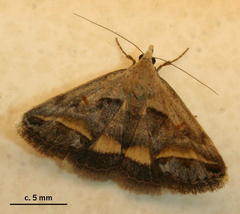 Acantholipes trimeni