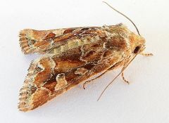 Lacinipolia lepidula