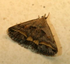 Acantholipes trimeni
