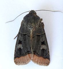 Dichagyris kyune