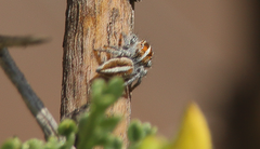 Trydarssus nobilitatus