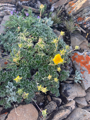 Potentilla subgorodkovii
