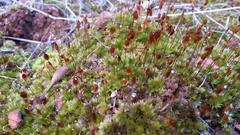 Bryum canariense