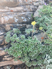 Potentilla subgorodkovii