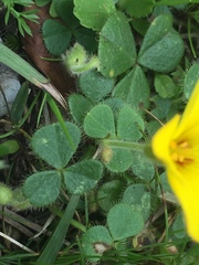 Oxalis eriocarpa