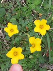 Oxalis eriocarpa