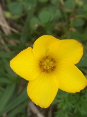 Oxalis eriocarpa