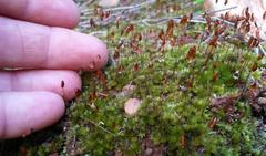Bryum canariense