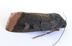 Dichagyris kyune