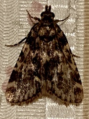 Aglossa caprealis