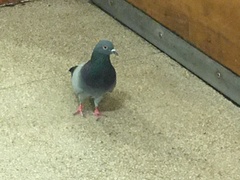 Columba livia domestica