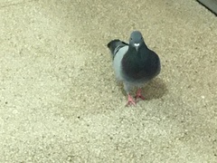 Columba livia domestica