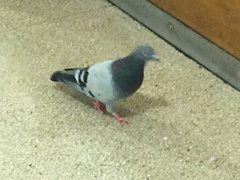 Columba livia domestica