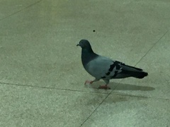 Columba livia domestica