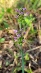 Polygala incarnata