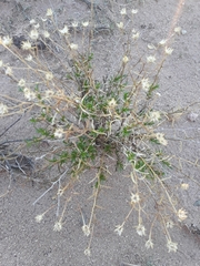 Gutierrezia solbrigii