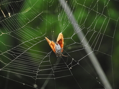 Graptopsaltria bimaculata