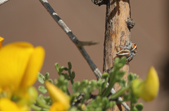 Trydarssus nobilitatus