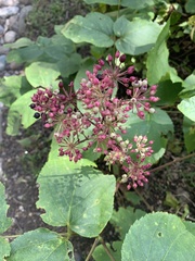 Spiraea schinabeckii