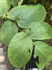 Spiraea schinabeckii