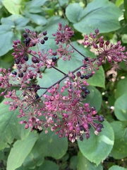Spiraea schinabeckii