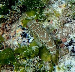 Sphoeroides annulatus