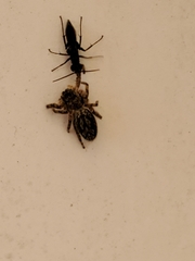 Pseudeuophrys lanigera