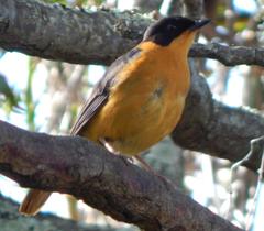 Cossypha dichroa dichroa