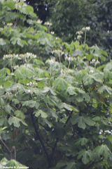 Cnidoscolus multilobus