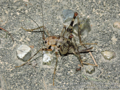 Tachycines asynamorus