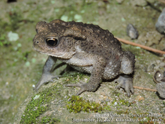Bufo formosus