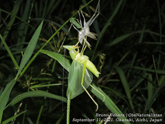 Euconocephalus varius