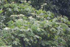 Cnidoscolus multilobus