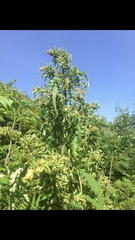 Eriophyes rhoinus